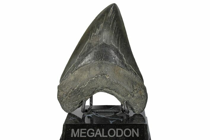 Fossil Megalodon Tooth - South Carolina #168008